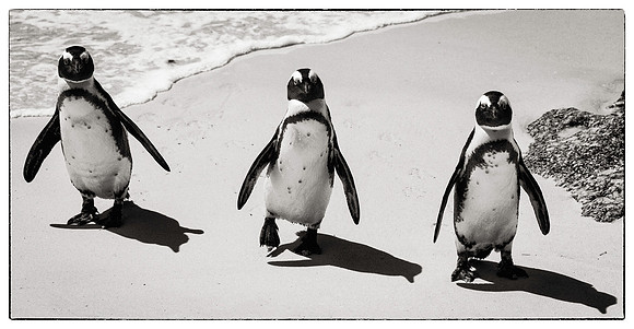 Penguins at Boulders Beach