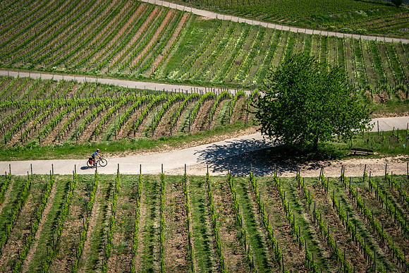 Rudesheim vineyard rider