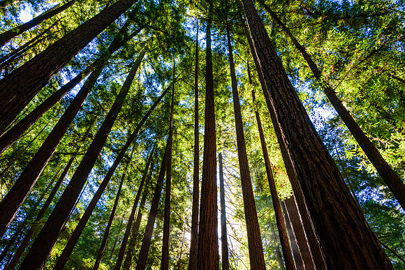 Armstrong Redwoods State Reserve