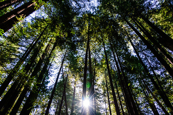 Armstrong Redwoods State Reserve