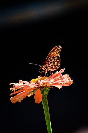 Backlit butterfly