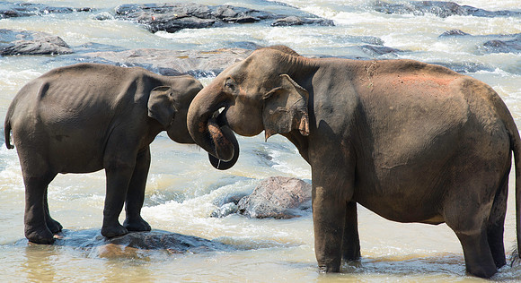 Elephants in Sri Lanka