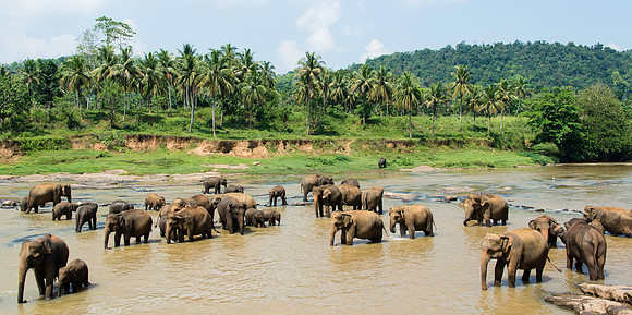 Elephants bathing in Sri Lanka