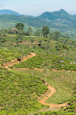 Tea plantation in Sri Lanka