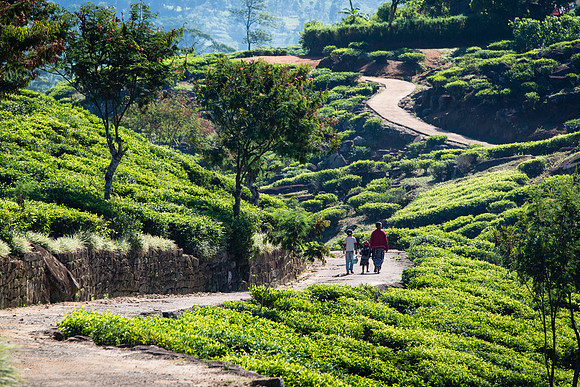 Windy roads amongst tea plantations