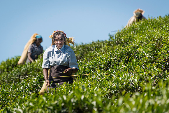 Tea picker in Sri Lanka