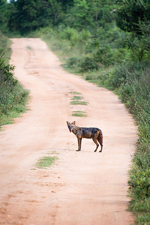 Jackal in Sri Lanka