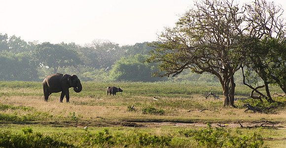 Elephant in Sri Lanka