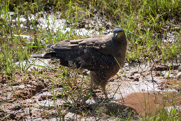 Eagle in Sri Lanka