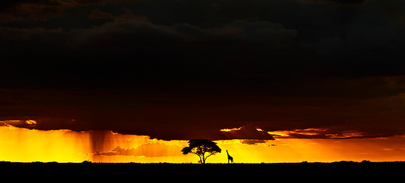 Storm over Serengeti