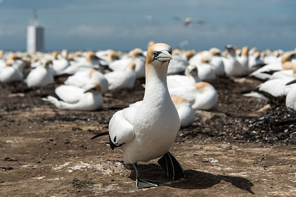 Gannet Safaris