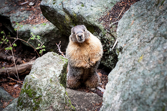 Sequoia National Park
