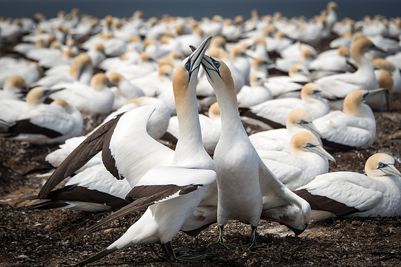 Gannet Safaris