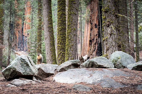 Sequoia National Park