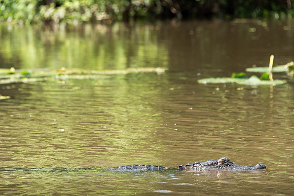 Louisiana Swamp