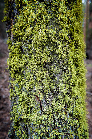 Sequoia National Park