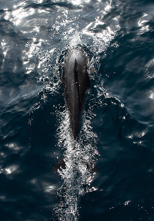 Auckland dolphin safari