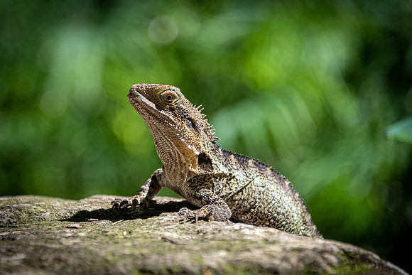 Wildlife in Brisbane