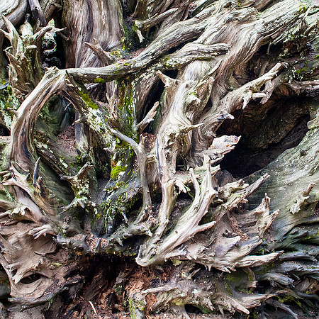 Sequoia National Park