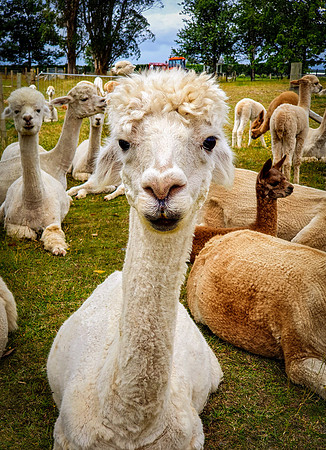 Alpaca farm, Hamilton