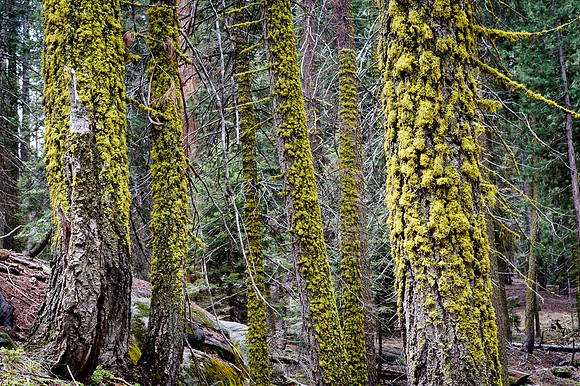 Sequoia National Park